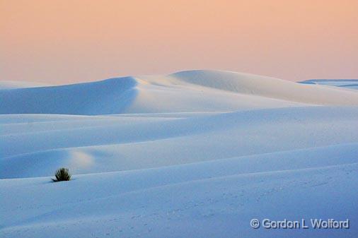 White Sands_32152.jpg - Swamped in a sea of sandPhotographed at the White Sands National Monument near Alamogordo, New Mexico, USA.
